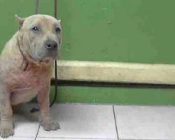 As Her Turn On The Kill-List Drew Closer, “Ugly” Dog Believed Her Time Was Up