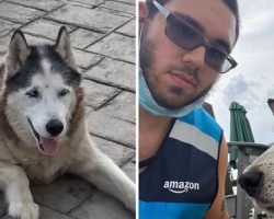 Amazon Delivery Driver Jumps Into Pool To Save Senior Husky From Drowning In Pool