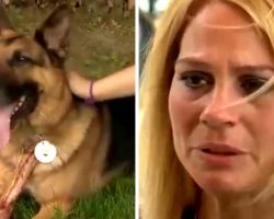 Officer’s Wife Adopts Her Husband’s K9 Partner After The Cop Dies In Accident