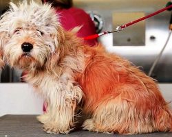 Dog Had 1 Week Left At High-Kill Shelter, But A Grooming Session Saved His Life