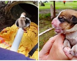 Mama Dog & Litter Of Newborns Heard Crying From Deep Inside 20-Foot Drain