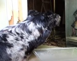 Obedient Dogs Destroy Shed To Try To Tell Owners Of The Little One Inside