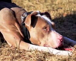 People Warned Them Not To Make Pit Bull A K9 Officer, But They Didn’t Listen