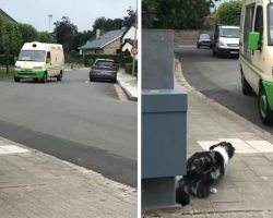 Border Collie Hears The Ice Cream Man And Gets In Position For Their Routine