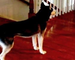 Mom Asks Her Husky If She’s Stupid, Husky Is Ready With A Hilarious “Comeback”