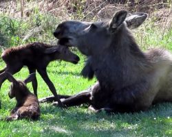 Moose Lied Down In Their Yard, So They Grabbed Their Camera And Began Recording