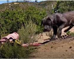 3 Abandoned Dogs Won’t Go Near Humans, Woman Lies On Ground Every Day