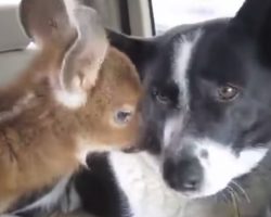 Dog Trained To Be Mean And Tough Ends Up Having A Soft Spot For A Fawn
