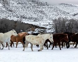 Breeder Dumps 28 Pregnant Horses In The Cold Because They Wouldn’t Bring Profit