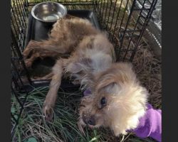 Someone Locked A Small Dog In A 130-Degree Port-A-Potty And Bolted