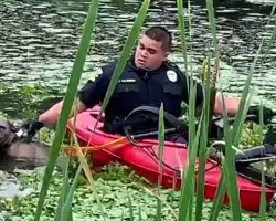 Officer Uses Kayak To Try And Grab Dog Who Fell Into A Pond While Avoiding Cars