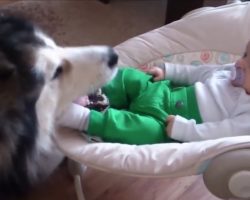 Parents Thought Dog Was Caring For Baby But They See Baby’s Foot In Dog’s Mouth