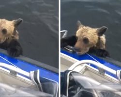 Fishermen Are Out On The Lake When Bear Cubs Swim Up & Hold On For Dear Life