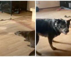 Otter Thinks He’s A Dog & Gets Into Wrestling Match With Pooch At Rehab Center