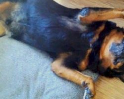 Stubborn Rottie Plays Dead In Order To Avoid Taking His Meds