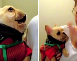 She Tells Her Puppy She Loves Him, Puppy Replies “I Love You” And Makes Her Cry
