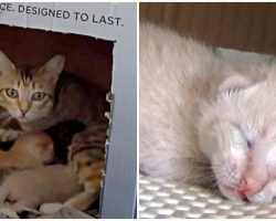 Homeless Mama Cat Gave Her All To Keep Her Kittens Alive After The Runt Died