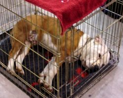 Instead Of Training Their Dog To Accept The Crate, They Just Stuffed Him Inside