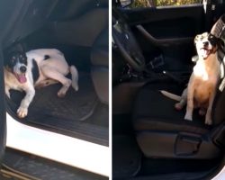 Officers Return To Cop Car To See An Abandoned Dog Had Hopped Inside For Help
