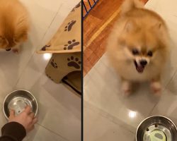 Dog Loses Temper When Presented With New Diet, Sends His Dish Flying