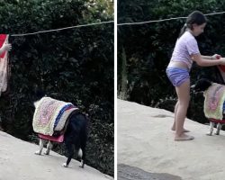 Mom Looks Outside And Sees The Dog Helping Her Daughter With The Laundry