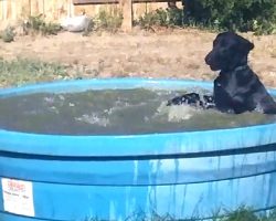 Man Catches His Dog On Camera Having Fun In The Kiddie Pool