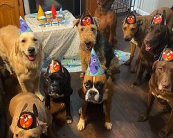 Dog Celebrates 4th Birthday With 11 Friends In Well-Mannered Party
