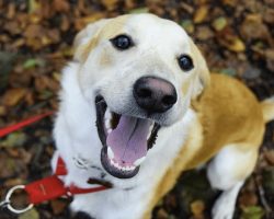 Study Shows That A Simple “I Love You” From You Can Send Your Dog’s Heart Racing