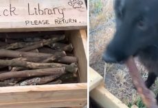 Someone Built A Stick Library For All Of The Pooches At The Dog Park