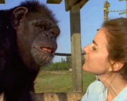 Woman Wonders If The Chimp She Cared For Still Remembers Her 18 Years Later