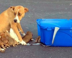 Owner Dumps Mama Dog And Her 9 Weak Puppies In Parking Lot Along With A Crate