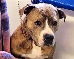 After Being Rejected For 720 Days, Dog Sits By Himself In Sad Corner Of Shelter