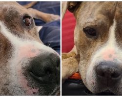Dog Named Drools Has Lived At Shelter Over 720 Days Waiting To Be Adopted