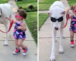 Toddler Insists On Holding The Leash When Taking Her Deaf-Blind Dog For A Walk