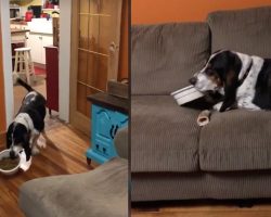 Dog Wants To Relax With The Family While Eating, Carries Food Bowl To The Couch