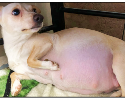 Foster Mom Was Worried About Chihuahua’s Big Belly And Woke Up To A ‘Record-Breaking Gift’