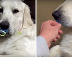 He Found The Pacifier, And Mom Tries To “Take It” From Him