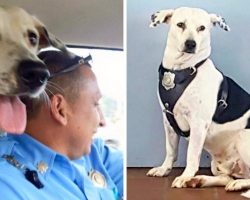 Scared Dog With Horrible Scars Walks Into Police Station, Gets Adopted By Cops