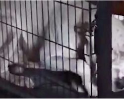 Grieving Dog Wouldn’t Leave Crate When Dad Died And Began To Starve Himself
