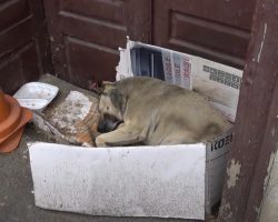 After 6 Lonely Years On The Street, Stray Is Approached By A Tourist With Love