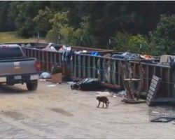 Woman Dragged Bony Puppy Over To Trash Site, He Struggled To Hobble After Her
