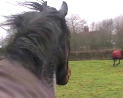 Over 4 Years Later, A Horse Is Reunited With An Old Friend