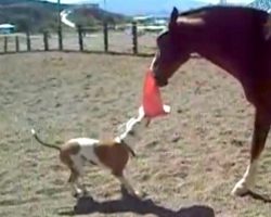 Dog Asks Horse To Play Tug-Of-War With Her, And The Sweet Horse Lets Her Win