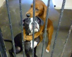 Dogs Were About To Be Euthanized, But They Hug Each Other And Refuse To Let Go