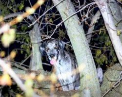 120lb Great Dane Stranded 20 Feet Up A Tree While Chasing Raccoons Gets Rescued By Firefighters