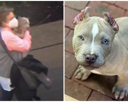Trio Stole Pit Bull Puppy Out Of His Own Yard, Likely Sold Him For Quick Cash
