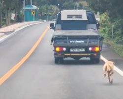 Mama Dog Chases After The Truck That Took Her Puppies