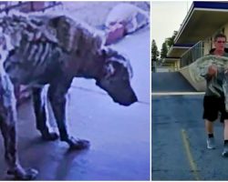 Woman Tracks Down Skeletal Dog From Screenshot & Runs With Him In Her Arms