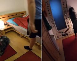 Dad Leaves Dog Alone, And Dog Is Recorded Hitting The Lights & Tucking Into Bed
