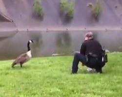 Anxious Mother Goose Pecks At Police Car, Begs Officer To Follow Her To A Creek